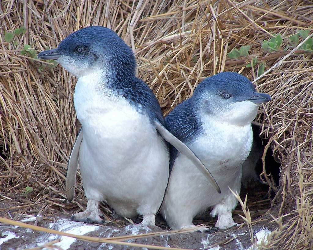 little blue penguins