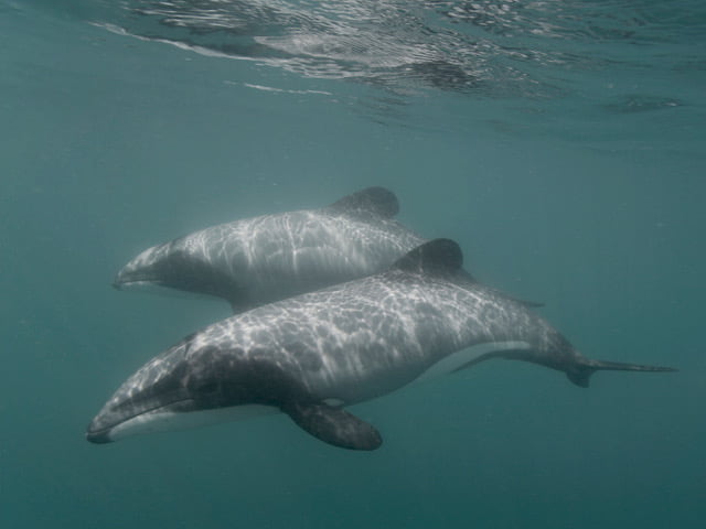 Hector's dolphin