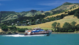 akaroa dolphin tours