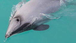 akaroa dolphin tours