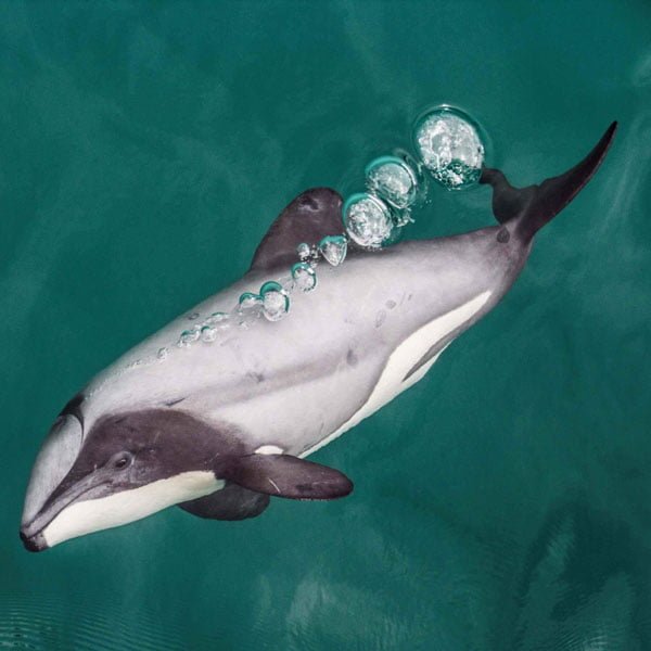 akaroa dolphin