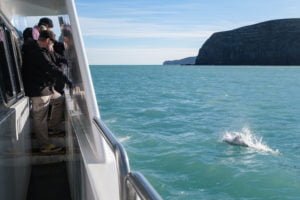 akaroa dolphin cruise