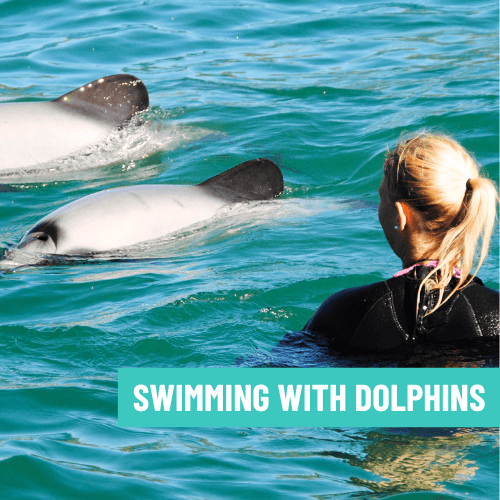 Swimming with Dolphins