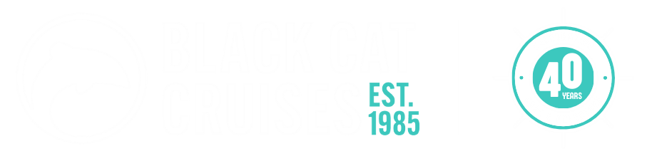 Black Cat Logo