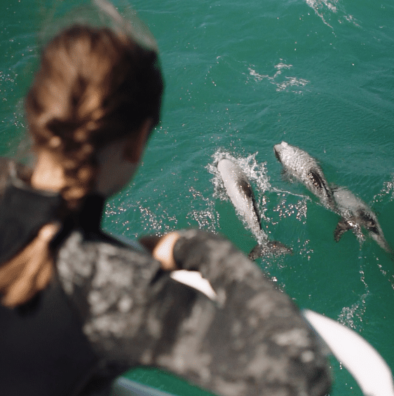 Akaroa Nature Cruise