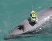 Dolphin With tracking tag
