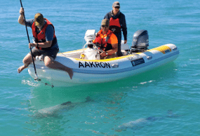 Application of tracking tags on Dolphins