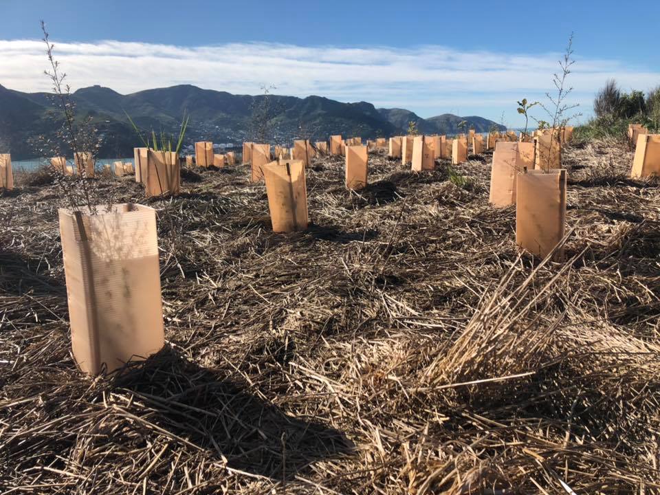 Tree Planting