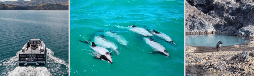 Akaroa Nature Cruises | Black Cat Cruises