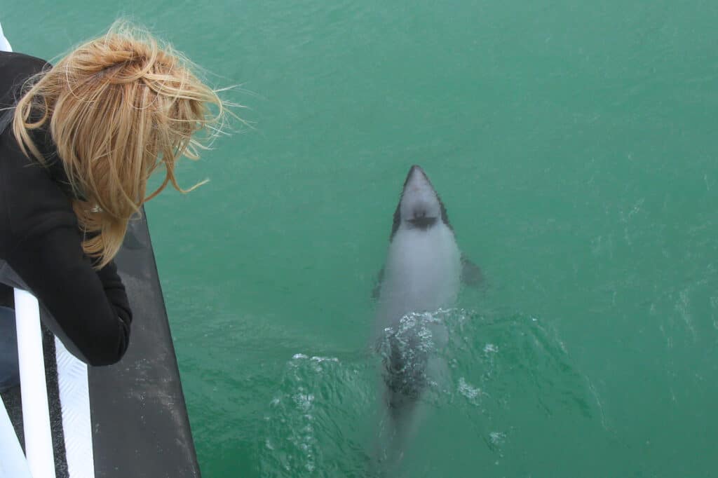 Hectors Dolphin riding the bow wave of Black Cats swim boat in Akaroa
