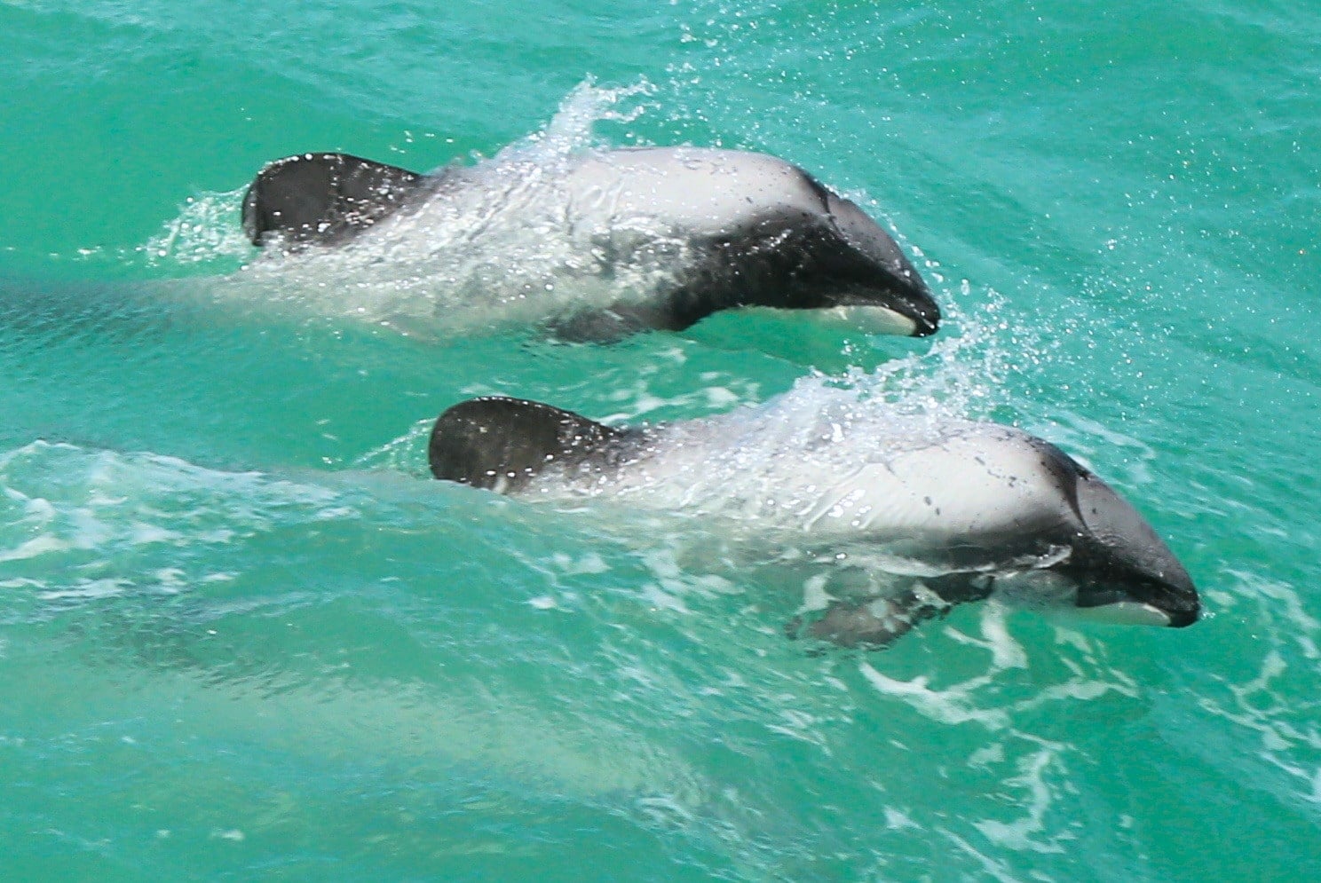 Hectors Dolphins Rising out of the waves in Akaroa